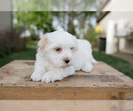 Small Photo #4 Havanese Puppy For Sale in YANKTON, SD, USA