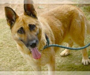 German Shepherd Dog Dogs for adoption in Tallahassee, FL, USA