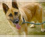 Small German Shepherd Dog