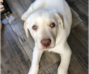 Labrador Retriever Puppy for sale in FAIR OAKS, CA, USA