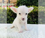 Small #2 Jack Russell Terrier Mix