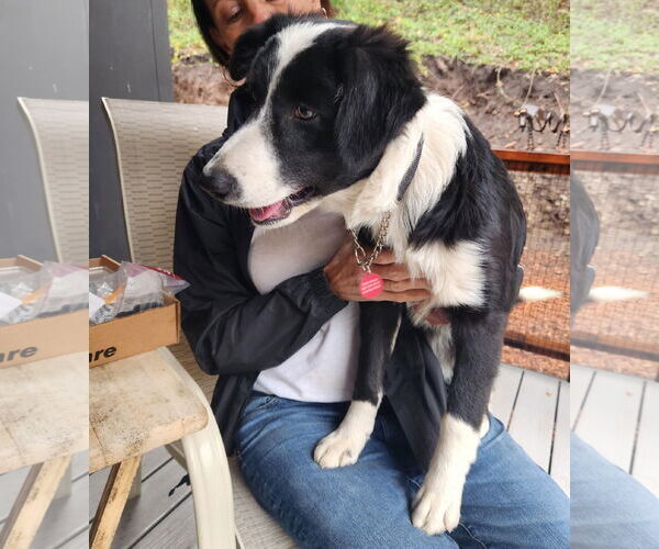 Medium Photo #1 Australian Shepherd Puppy For Sale in Paso Robles, CA, USA