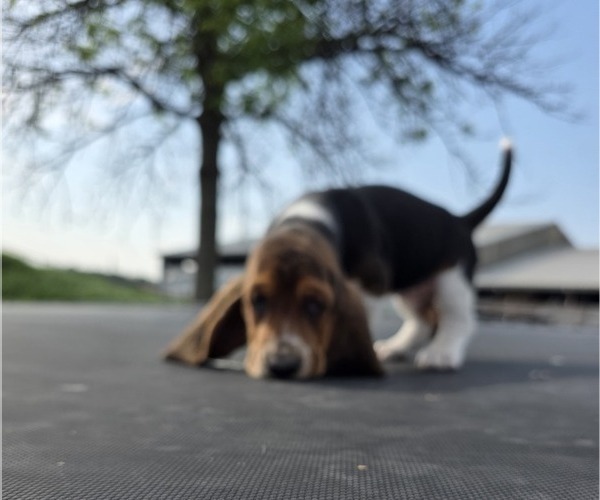 Medium Photo #5 Basset Hound Puppy For Sale in GREENLEAF, WI, USA