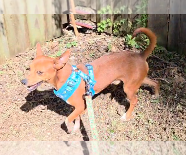 Medium Photo #21 Rat-Cha Puppy For Sale in Wakefield, RI, USA