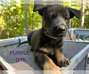 German Shepherd Dog Puppy for Sale in WEBSTER, Wisconsin USA