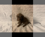 Small Photo #1 Double Doodle Puppy For Sale in GREENSBORO, AL, USA