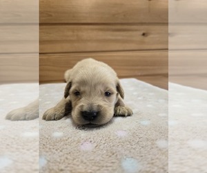 Golden Retriever Puppy for sale in WILLIAMSTOWN, KY, USA