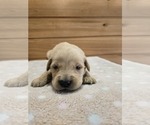 Image preview for Ad Listing. Nickname: Boomer