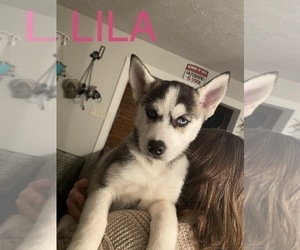 Medium Siberian Husky
