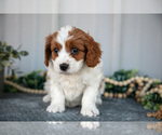 Small #1 Cavapoo