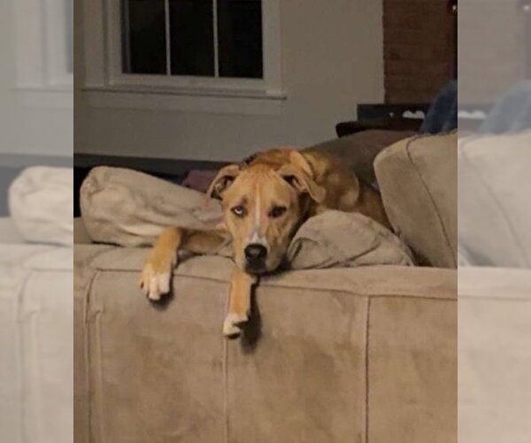 Medium Photo #2 Labrador Retriever-Unknown Mix Puppy For Sale in Rockaway, NJ, USA