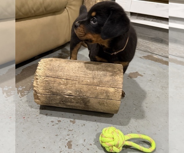 Medium Photo #1 Rottweiler Puppy For Sale in BRIGHTON, CO, USA