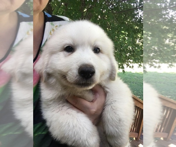 Medium Photo #4 Great Pyrenees Puppy For Sale in EL DORADO, KS, USA