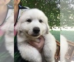 Small #3 Great Pyrenees