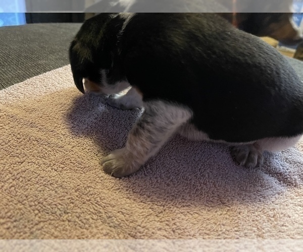 Medium Photo #8 Beagle Puppy For Sale in LAFAYETTE, IN, USA