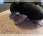 Small Photo #8 Beagle Puppy For Sale in LAFAYETTE, IN, USA