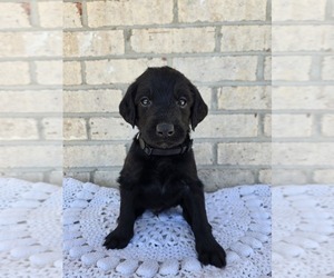 Labradoodle Puppy for sale in WILLIAMSTOWN, KY, USA