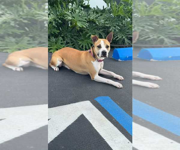 Medium Photo #2 Mutt Puppy For Sale in Miami, FL, USA