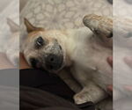 Small Photo #10 Jack Russell Terrier Puppy For Sale in Oakhurst, NJ, USA