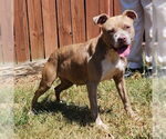 Small #1 American Pit Bull Terrier Mix