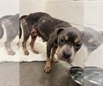 Small American Bulldog Mix