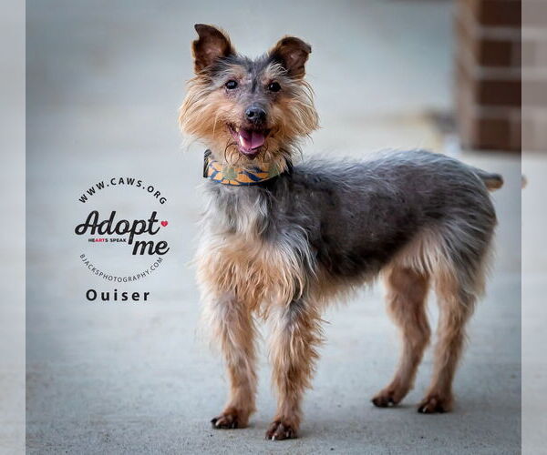 Medium Photo #1 Mutt Puppy For Sale in Salt Lake City, UT, USA