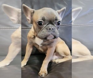 French Bulldog Puppy for sale in BRADENTON, FL, USA