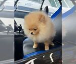 Small Photo #5 Pomeranian Puppy For Sale in SUNNY ISL BCH, FL, USA