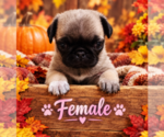 Puppy Puppy 2 Pug