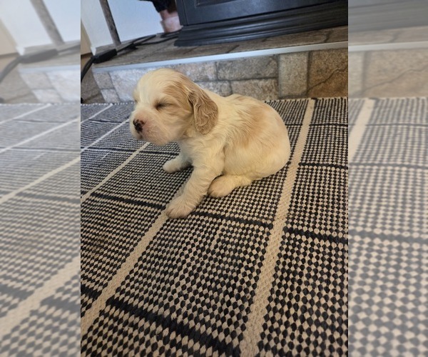 Medium Photo #6 Cocker Spaniel-English Springer Spaniel Mix Puppy For Sale in BAYLISS, CA, USA