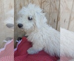 Small Photo #2 Bichon Frise Puppy For Sale in CANON CITY, CO, USA