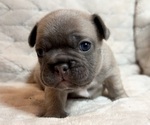 Puppy Puppy 5 French Bulldog