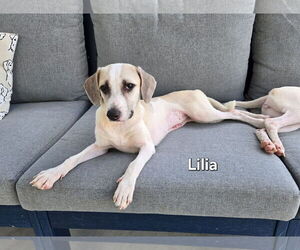 Chihuahua-Unknown Mix Dogs for adoption in Virginia Beach, VA, USA
