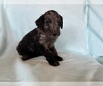 Puppy Dobby Goldendoodle