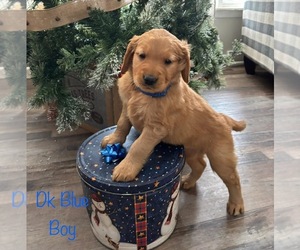 Golden Retriever Puppy for sale in NOVI, MI, USA