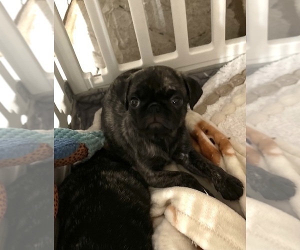 Medium Photo #29 Pug Puppy For Sale in TROY, MO, USA