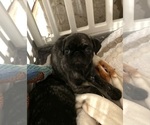 Small Photo #29 Pug Puppy For Sale in TROY, MO, USA