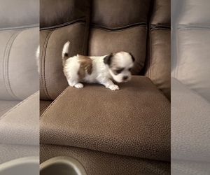Mal-Shi Puppy for sale in EASTPOINTE, MI, USA
