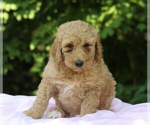 Poodle (Standard) Puppy for sale in FREDERICKSBG, OH, USA