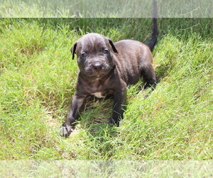 American Staffordshire Terrier-Labrador Retriever Mix Dogs for adoption in Atlanta, GA, USA