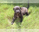 Small American Staffordshire Terrier-Labrador Retriever Mix