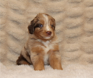 Australian Shepherd Puppy for sale in STEWART, MS, USA