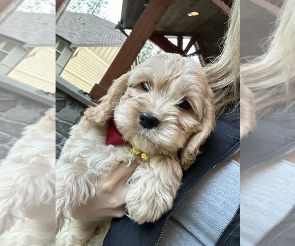 Medium Photo #1 Cockapoo (Miniature) Puppy For Sale in BUCKLEY, WA, USA