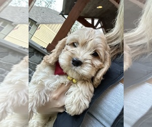 Cockapoo (Miniature) Puppy for Sale in BUCKLEY, Washington USA