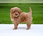 Small #4 Goldendoodle (Miniature)