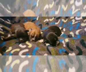 Lhasa Apso Puppy for sale in VANCOUVER, WA, USA