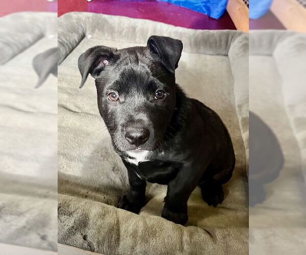 Medium Photo #1 American Pit Bull Terrier-Unknown Mix Puppy For Sale in Webster, WI, USA