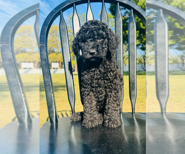Medium Photo #5 Poodle (Standard) Puppy For Sale in OCALA, FL, USA