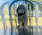 Small Photo #5 Poodle (Standard) Puppy For Sale in OCALA, FL, USA
