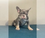 Small Photo #9 French Bulldog Puppy For Sale in CHATTANOOGA, TN, USA
